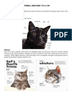 Cat Dissection Guide PDF