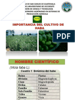 Haba Granos Básicos en El Altiplano Guatemalteco PDF