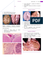 Patologia Módulo XX PDF