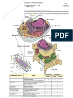 Ficha de trabalho Célula.pdf