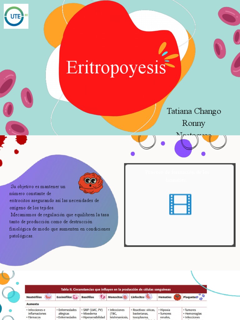 ERITROPOYESIS | PDF