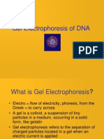 Gel Electrophoresis of DNA