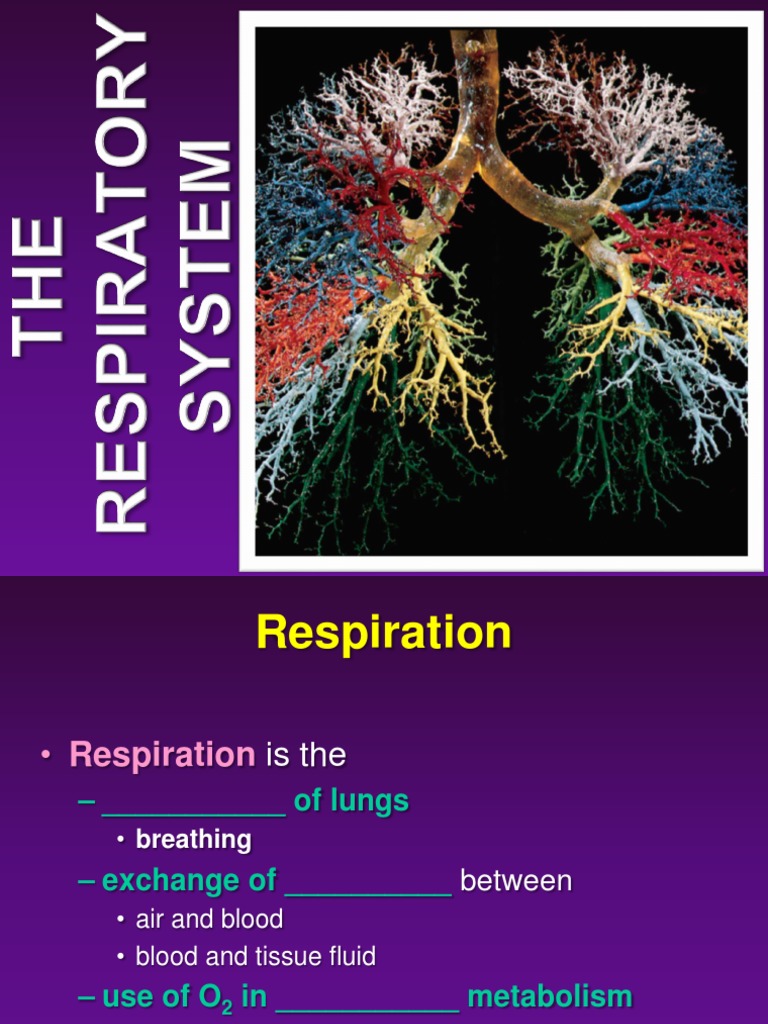 Respiratory System Class Notes PDF