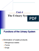 Urinary System