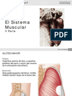 El Sistema Muscular 02 PDF
