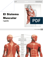 El Sistema Muscular01 PDF