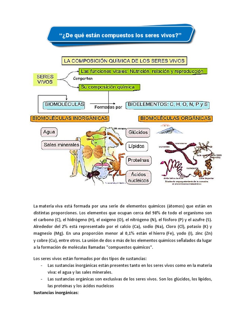 Composición de Los Seres Vivos | Descargar gratis PDF | Organismos ...