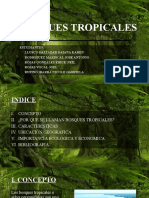 Bosques Tropicales