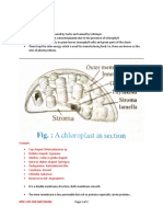 Chloroplast