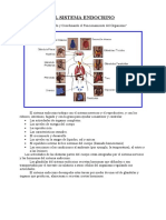 Sistema Endocrino