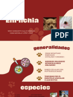 Ehrlichia PDF