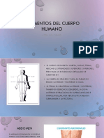Segmentos Del Cuerpo Humano PDF