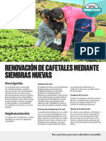 Fot3 - Renovacion de Cafetales Mediante Siembras Nuevas