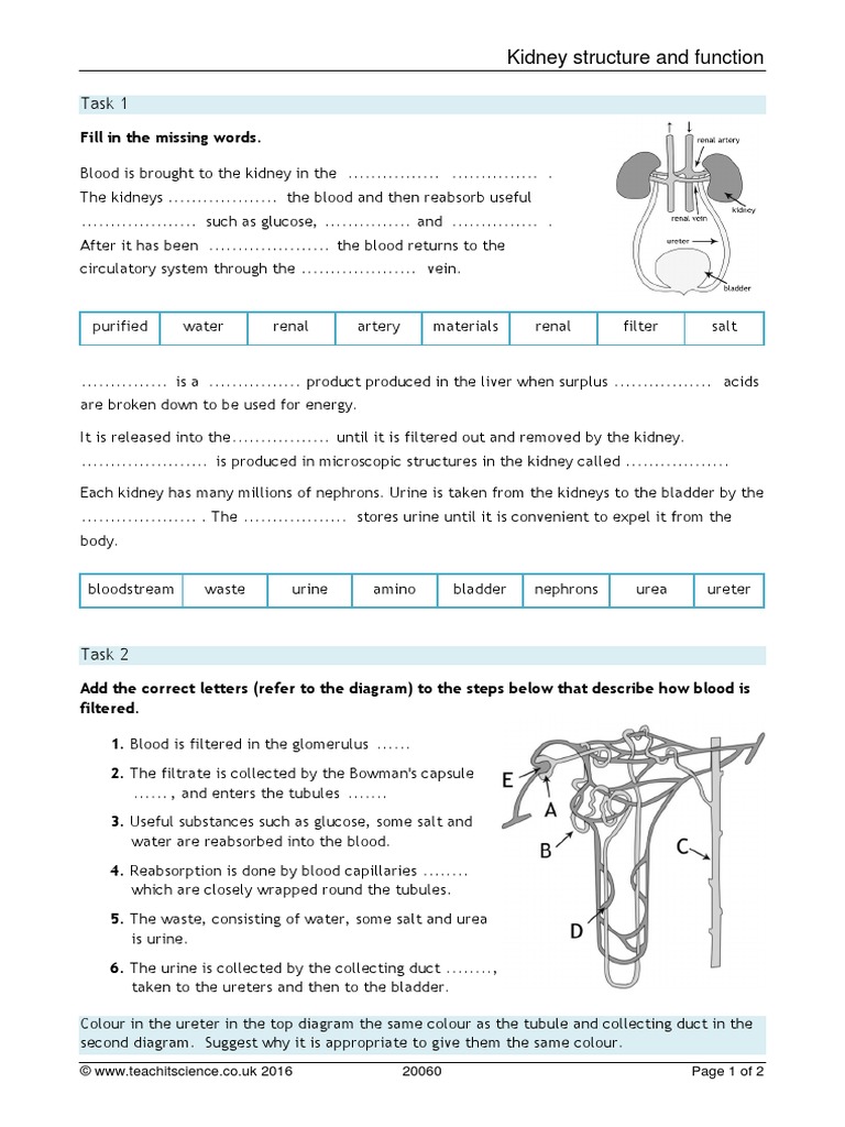 Task 1: Kidney Structure and Function | PDF