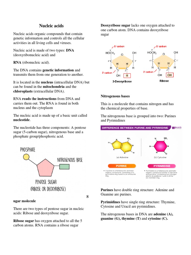 Cell Cycle Biology Diagrams
