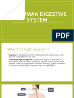 The HUMAN DIGESTIVE SYSTEM