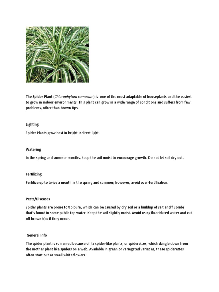 spider-plant-care-pdf