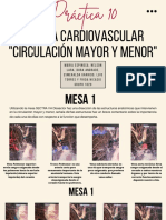 Sistema cardiovascular: circulación mayor y menor