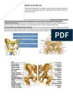 Anatomia de Pelvis y Proyecciones