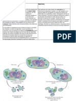 Muerte Celular