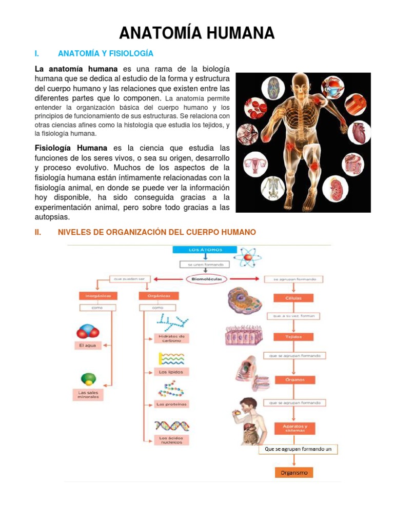 Anatomía Humana 1 | PDF | Términos anatómicos de ubicación | Cuerpo humano