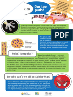 Geckos Infographic PDF