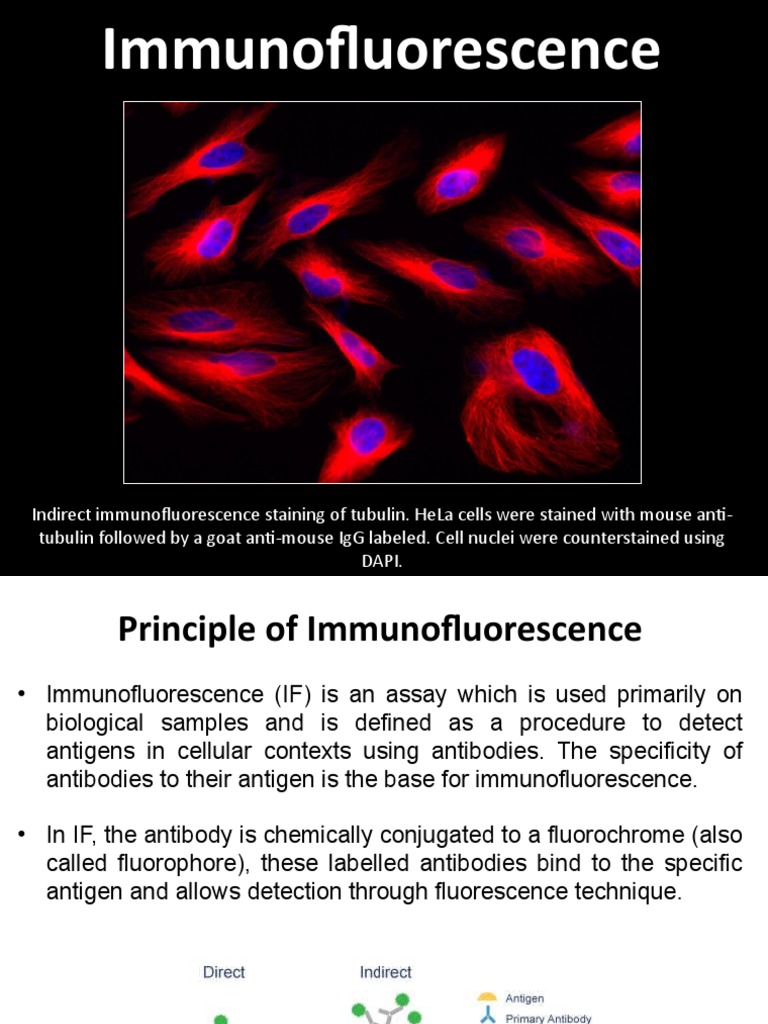 Immunofluorescence Techniques Overview | PDF | Immunofluorescence ...