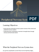 Y13 Peripheral Nervous System