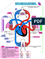 Aparato - Sistema Circulatorio