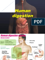 Presentation 05 Human Digestion