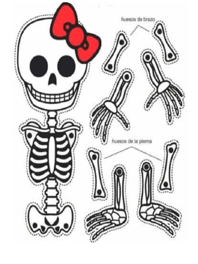 Esqueleto para Armar | PDF