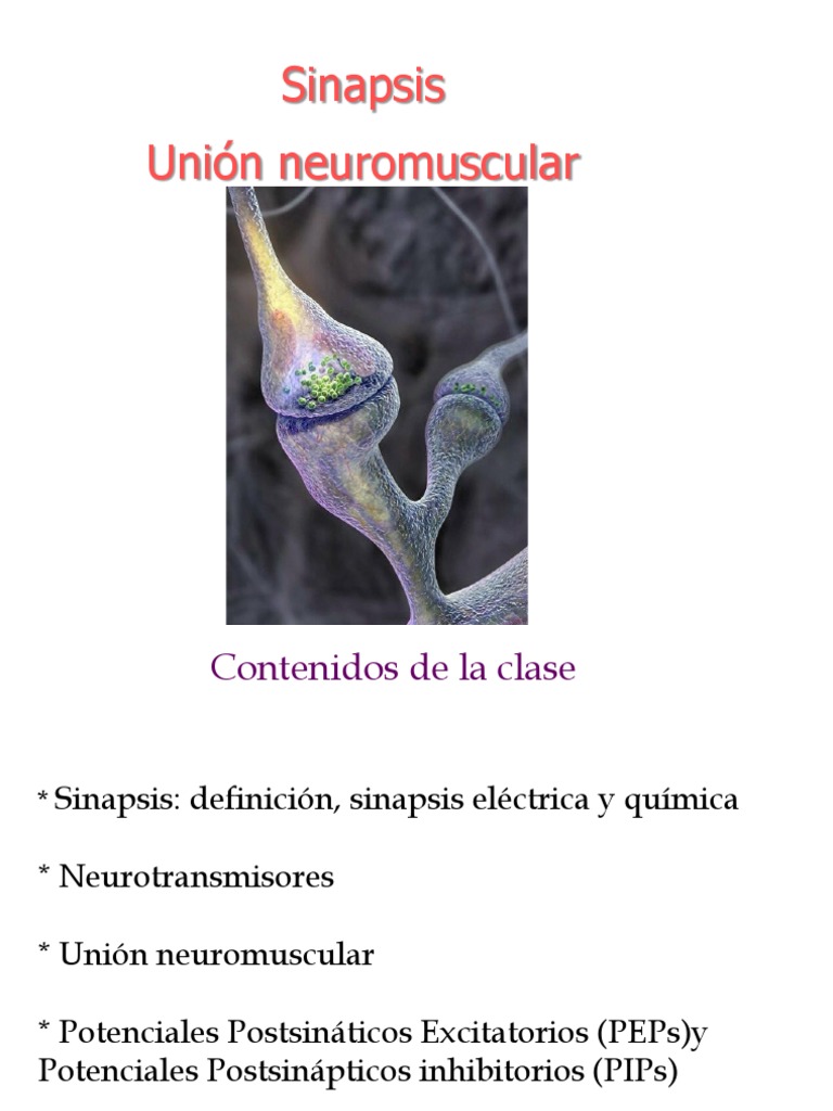 Definición y Tipos de Sinapsis | PDF | Sinapsis | Sinapsis química