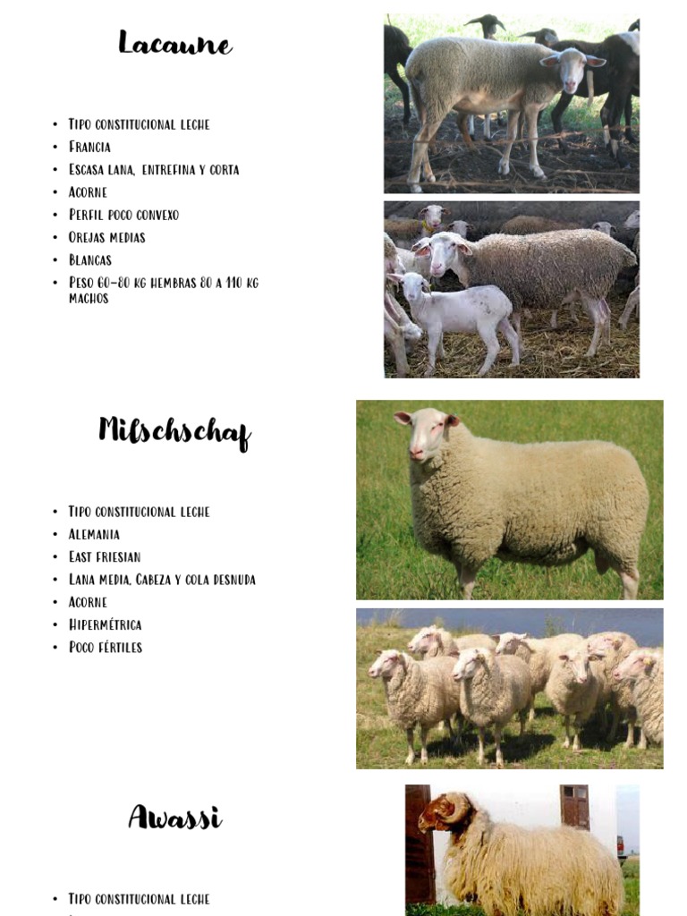 Razas de Ovejas: Características y Tipos | PDF | Oveja | Lana