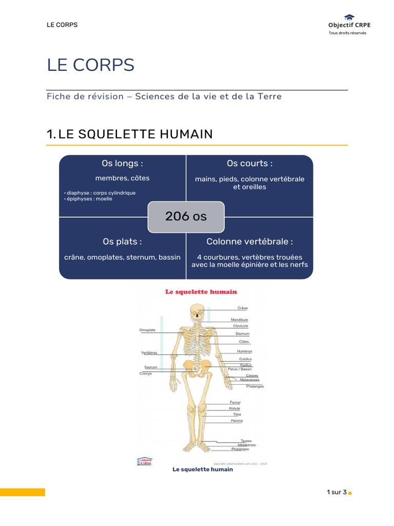 Squelette et muscles du corps humain | PDF | Muscle squelettique | Os
