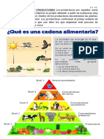 ACTIVIDAD 3 CADENA ALIMENTICIA Y PRODUCTORES Los