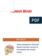 025e6f8e7b4c4-HUMAN BRAIN CLASS NOTES PDF