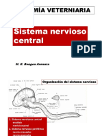 Sistema Nervioso Central