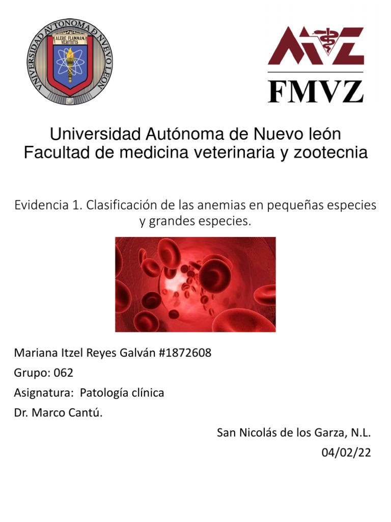 Clasificación de Anemias en Animales | PDF | Anemia | Glóbulo rojo