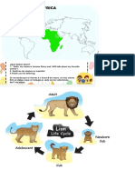 Ciclo de Vida Del León Los Leones Son Los Únicos Felinos Que Viven en Manadas