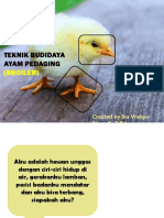 Teknik Budidaya Ayam Pedaging PDF