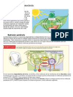 Nutrición Autótrofa y Heterótrofa PDF