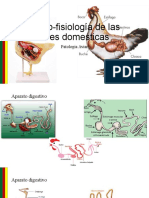 Morfo-Fisiología de Las Aves Domesticas