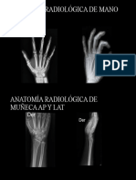 anatomía 