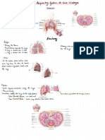 Respiratory System Notes PDF