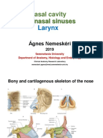 Nasal-Cav Paranas Larynx Ang 2019dec11A.N.