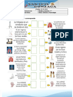 El Sistema Respiratorio