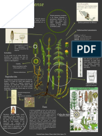 Infografia - Equisetum Arvense