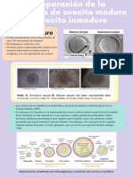 Comparacion Ovocitos Maduro e Inmaduro PDF