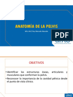 Anatomía de la pelvis: estructuras óseas y articulaciones clave