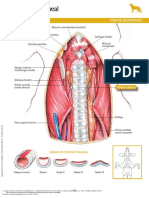 Aparato Respiratorio